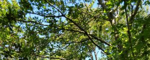 Trees in full leaf against the summer sky