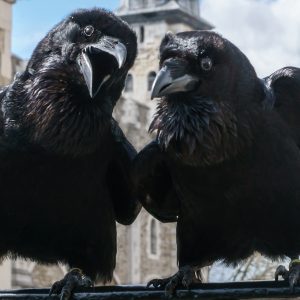 Jubilee & Munin the ravens share the news at the Tower of London