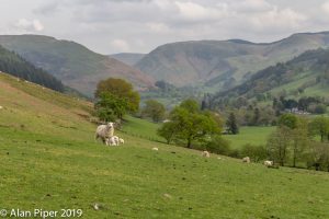 Spring lambs and their mothers in a hillside meadow in spring, Snowdonia. CC2.0 papapiper, flikr